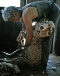 ｜羊の毛刈り