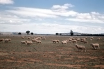 ｜オーストラリア北東部での羊の放牧
