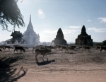 ｜パガン遺跡、仏塔と牛の風景
