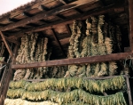 ｜ピリン・マケドニアのタバコ工場