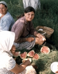 ｜ポピナ近郊のトマト畑で働く女性たち