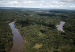 ｜ベレン近くのアマゾン熱帯雨林