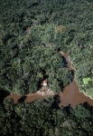 ｜ベレン近くのアマゾン熱帯雨林