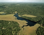 ｜ベレン南部のアマゾン熱帯雨林