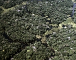 ｜マナウス南部のアマゾン熱帯雨林