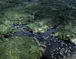 ｜トロンベタス川沿いのアマゾン熱帯雨林