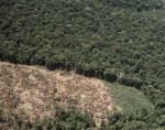 ｜アマゾン川沿いの森林伐採された農地