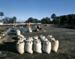 ｜乾燥したコーヒー豆の収集