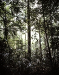 ｜アマゾン熱帯雨林