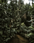 ｜アマゾン熱帯雨林