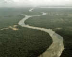 ｜バルカレナ近くのアマゾン熱帯雨林