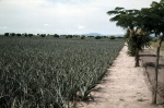 ｜キンシャサ郊外、ンセレのパイナップル畑