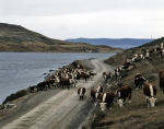 ｜プンタ・アレナスの北に位置する畜産農場