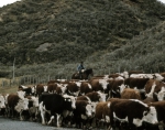 ｜プンタ・アレナスの北に位置する畜産農場