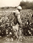 ｜テネシー州ジャクソンに於ける綿を摘む奴隷