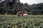 ｜バニャンコレ族の茶摘み