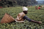 ｜バニャンコレ族の茶摘み