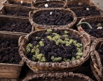 ｜収穫されたばかりの葡萄、シャンパーニュにて