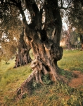 ｜ルノワールの家「レ・コレット」の庭園にあるオリーヴの木