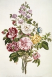 BUCHOZ Pierre-Joseph｜淡い色のバラ、赤いバラ、白いバラ、ブルゴーニュのバラの花束