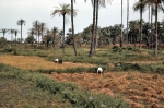 ｜ガンビア西部地方の稲刈り