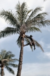 ｜椰子の木に登るウォロフ族の男性