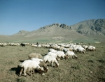 ｜ケルマーンシャーの西部で羊飼いをするクルド人