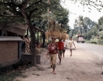｜頭の上に収穫した米を乗せて歩くバリの女性