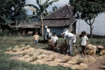 ｜バンドン郊外の農家で米を乾燥させている場面