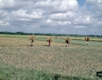 ｜ティルッチラーッパッリで稲刈りをする農民