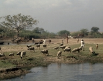 ｜コジィ村の羊の放牧