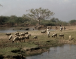 ｜コジィ村の羊の放牧