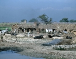 ｜コジィ村の農民