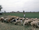 ｜羊の放牧