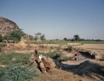 ｜牛力で水を汲み上げ、水田を灌漑する方法