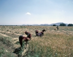 ｜デカン高原で小麦を収穫する農民