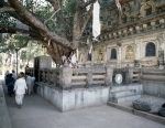 ｜ゴータマ・ブッダの菩提樹