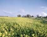 ｜エズレルの野の黄色い花