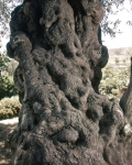 ｜ゲッセマネの園、オリーヴの木