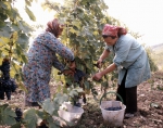 ｜キャンティ地方での葡萄の栽培