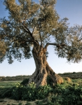 ｜シチリアにある100歳のオリーヴの木
