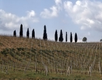 ｜ローマとフィレンツェの間の葡萄畑