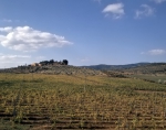 ｜アレッツォ近郊の葡萄畑