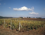 ｜アレッツォ近郊の葡萄畑