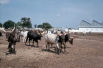 ｜牛市場と食肉処理場