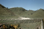 ｜ロトルア近くの牧羊
