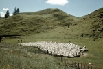 ｜ロトルア近くの牧羊