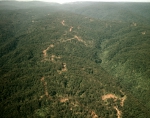 ｜ダバオ郊外のラワン森林