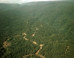 ｜ダバオ郊外のラワン森林