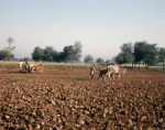 ｜パキスタン北東の農業